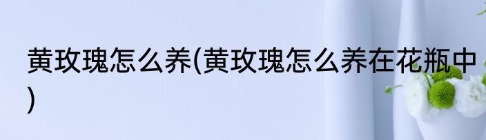 黄玫瑰怎么养(黄玫瑰怎么养在花瓶中)