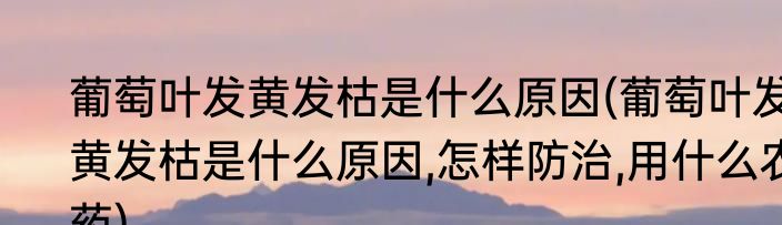 葡萄叶发黄发枯是什么原因(葡萄叶发黄发枯是什么原因,怎样防治,用什么农药)