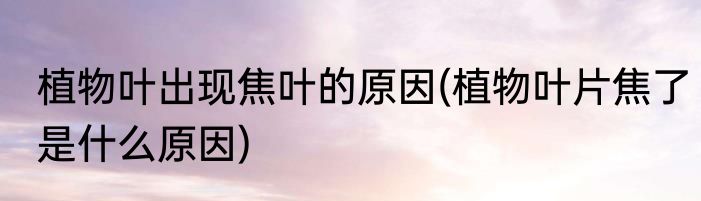 植物叶出现焦叶的原因(植物叶片焦了是什么原因)