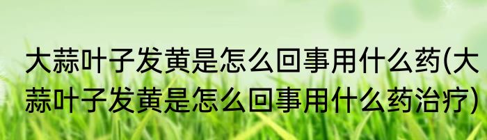 大蒜叶子发黄是怎么回事用什么药(大蒜叶子发黄是怎么回事用什么药治疗)