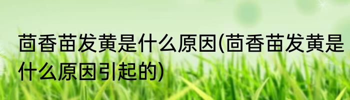 茴香苗发黄是什么原因(茴香苗发黄是什么原因引起的)