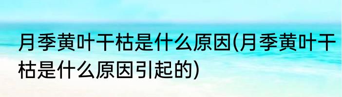 月季黄叶干枯是什么原因(月季黄叶干枯是什么原因引起的)