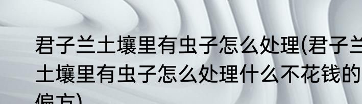 君子兰土壤里有虫子怎么处理(君子兰土壤里有虫子怎么处理什么不花钱的偏方)