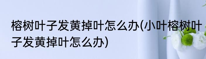 榕树叶子发黄掉叶怎么办(小叶榕树叶子发黄掉叶怎么办)