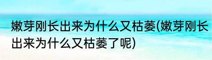嫩芽刚长出来为什么又枯萎(嫩芽刚长出来为什么又枯萎了呢)