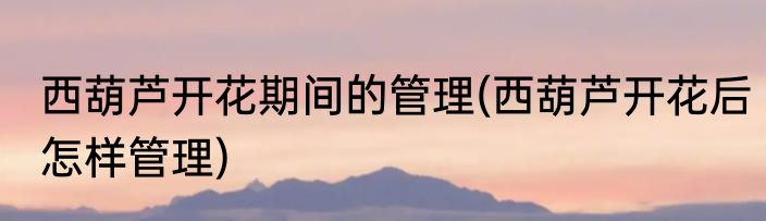 西葫芦开花期间的管理(西葫芦开花后怎样管理)