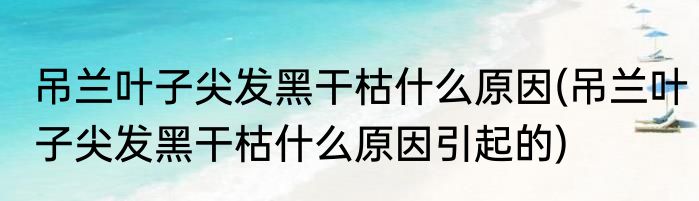 吊兰叶子尖发黑干枯什么原因(吊兰叶子尖发黑干枯什么原因引起的)