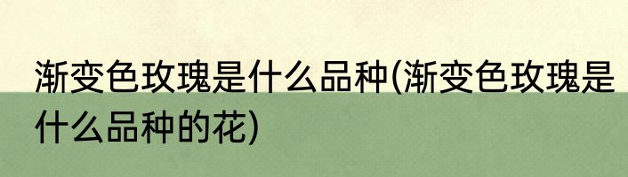渐变色玫瑰是什么品种(渐变色玫瑰是什么品种的花)