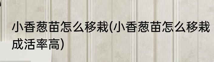小香葱苗怎么移栽(小香葱苗怎么移栽成活率高)