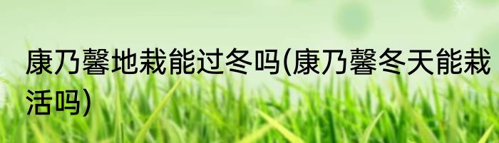 康乃馨地栽能过冬吗(康乃馨冬天能栽活吗)