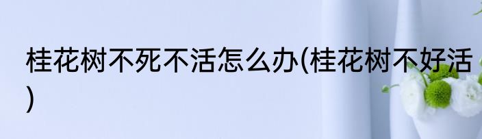 桂花树不死不活怎么办(桂花树不好活)