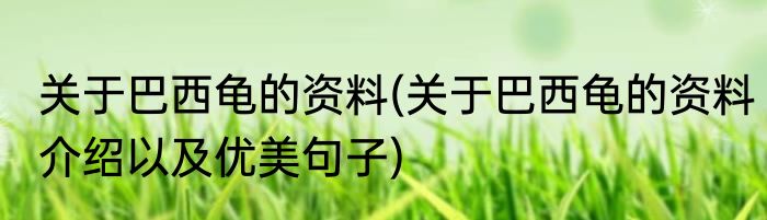 关于巴西龟的资料(关于巴西龟的资料介绍以及优美句子)