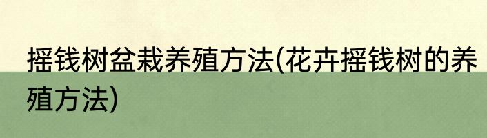 摇钱树盆栽养殖方法(花卉摇钱树的养殖方法)