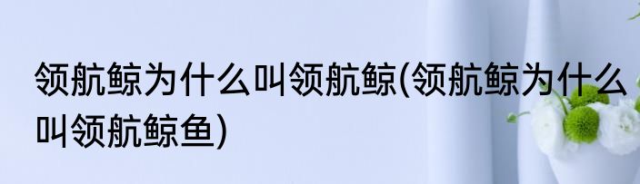 领航鲸为什么叫领航鲸(领航鲸为什么叫领航鲸鱼)