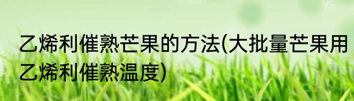 乙烯利催熟芒果的方法(大批量芒果用乙烯利催熟温度)