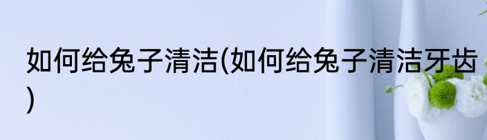 如何给兔子清洁(如何给兔子清洁牙齿)