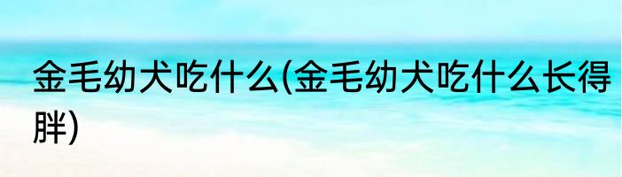 金毛幼犬吃什么(金毛幼犬吃什么长得胖)