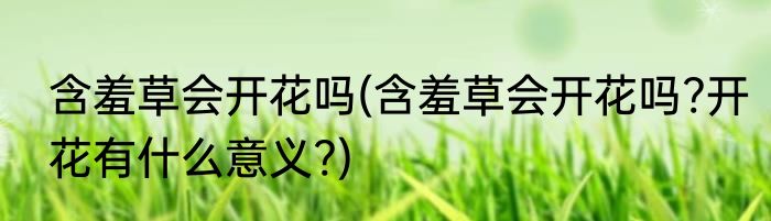 含羞草会开花吗(含羞草会开花吗?开花有什么意义?)