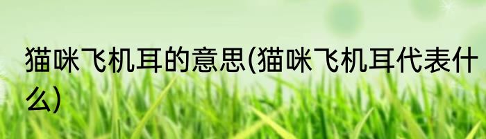 猫咪飞机耳的意思(猫咪飞机耳代表什么)