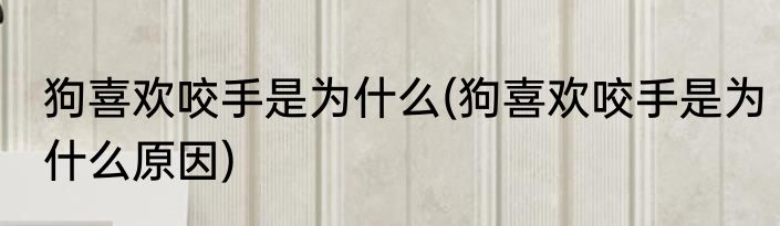 狗喜欢咬手是为什么(狗喜欢咬手是为什么原因)