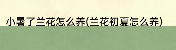 小暑了兰花怎么养(兰花初夏怎么养)