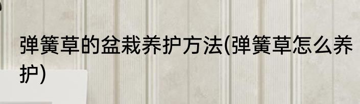 弹簧草的盆栽养护方法(弹簧草怎么养护)