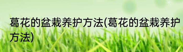 葛花的盆栽养护方法(葛花的盆栽养护方法)