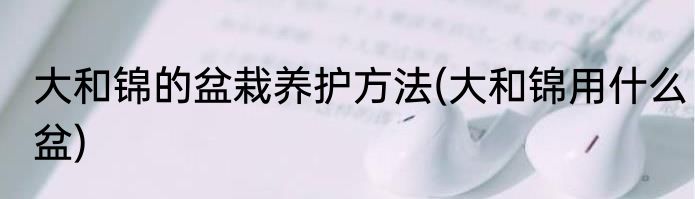 大和锦的盆栽养护方法(大和锦用什么盆)