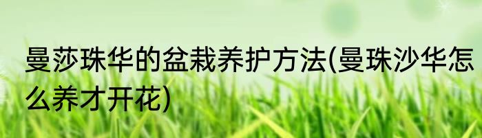 曼莎珠华的盆栽养护方法(曼珠沙华怎么养才开花)