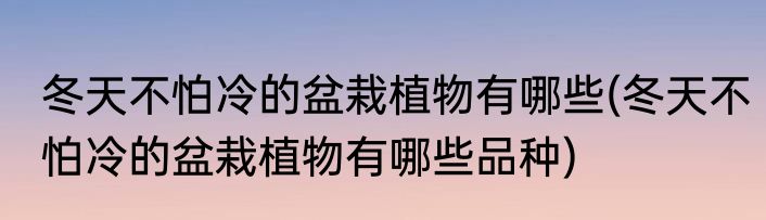 冬天不怕冷的盆栽植物有哪些(冬天不怕冷的盆栽植物有哪些品种)