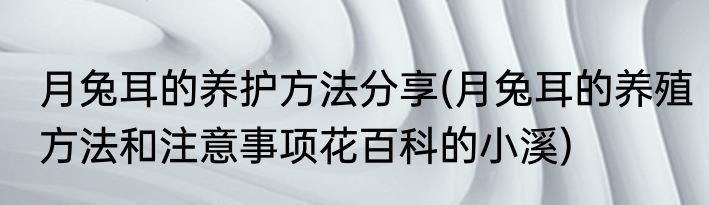 月兔耳的养护方法分享(月兔耳的养殖方法和注意事项花百科的小溪)