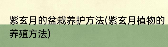 紫玄月的盆栽养护方法(紫玄月植物的养殖方法)