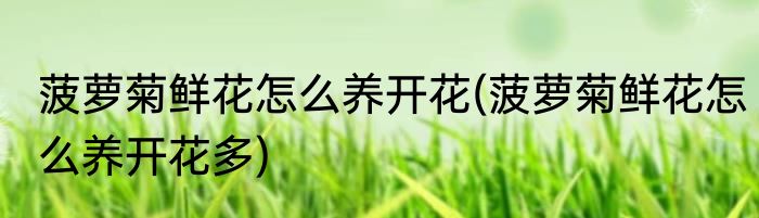 菠萝菊鲜花怎么养开花(菠萝菊鲜花怎么养开花多)