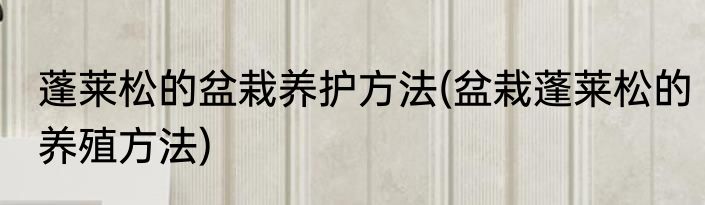 蓬莱松的盆栽养护方法(盆栽蓬莱松的养殖方法)