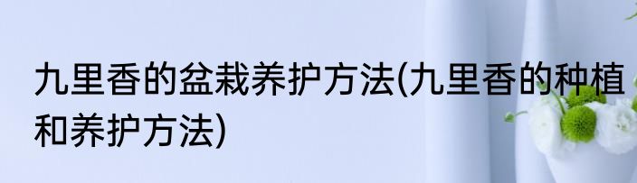 九里香的盆栽养护方法(九里香的种植和养护方法)