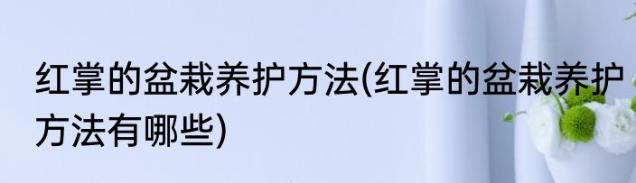 红掌的盆栽养护方法(红掌的盆栽养护方法有哪些)
