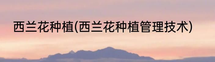 西兰花种植(西兰花种植管理技术)