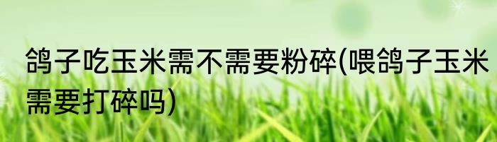 鸽子吃玉米需不需要粉碎(喂鸽子玉米需要打碎吗)