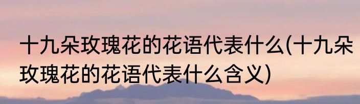 十九朵玫瑰花的花语代表什么(十九朵玫瑰花的花语代表什么含义)