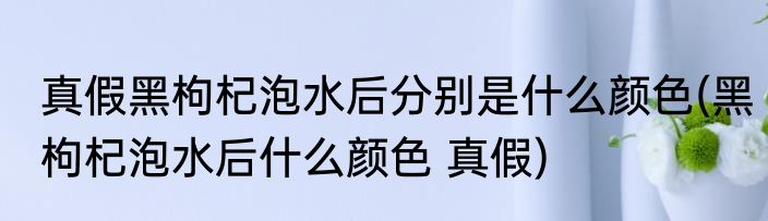 真假黑枸杞泡水后分别是什么颜色(黑枸杞泡水后什么颜色 真假)