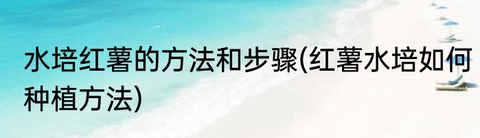水培红薯的方法和步骤(红薯水培如何种植方法)