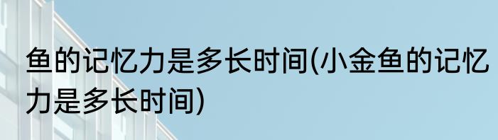 鱼的记忆力是多长时间(小金鱼的记忆力是多长时间)