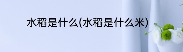 水稻是什么(水稻是什么米)