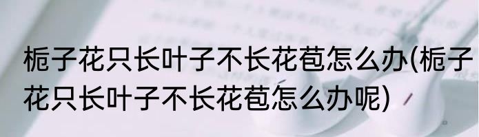 栀子花只长叶子不长花苞怎么办(栀子花只长叶子不长花苞怎么办呢)