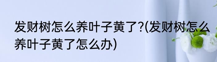 发财树怎么养叶子黄了?(发财树怎么养叶子黄了怎么办)