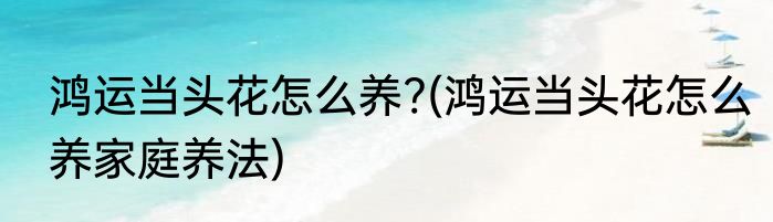 鸿运当头花怎么养?(鸿运当头花怎么养家庭养法)