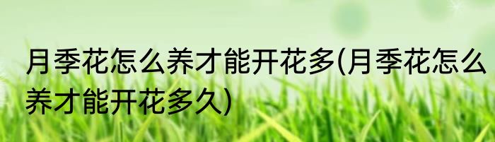 月季花怎么养才能开花多(月季花怎么养才能开花多久)