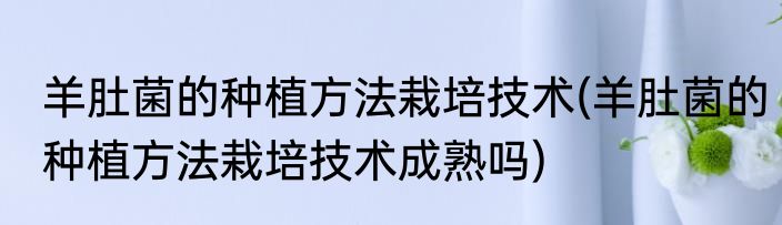 羊肚菌的种植方法栽培技术(羊肚菌的种植方法栽培技术成熟吗)