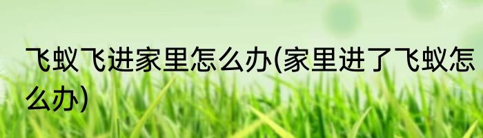 飞蚁飞进家里怎么办(家里进了飞蚁怎么办)