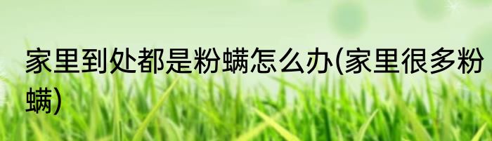 家里到处都是粉螨怎么办(家里很多粉螨)